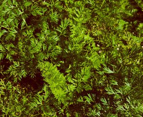 Parsley