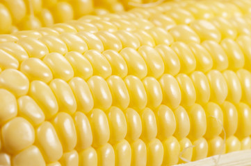 Corn cobs (maize), macro