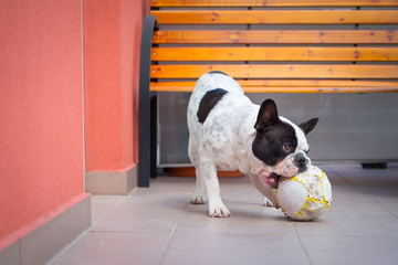 French bulldog playing with ball on the balcony