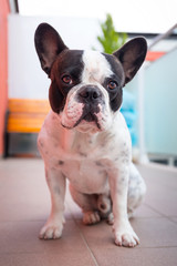 French bulldog on the balcony