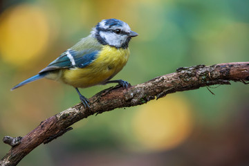 Obraz premium Eurasian blue tit