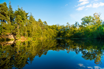 Fototapeta na wymiar Pennsylvania Wood-Oval Pond ,Berkshire ,U.K