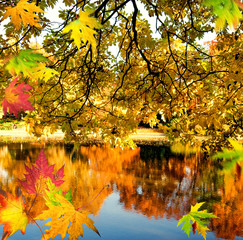 Goldener Herbst mit ruhigem See im Park :)