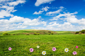 daisy and pink flower field