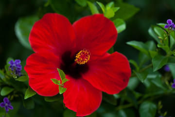 Obraz premium garden flowers