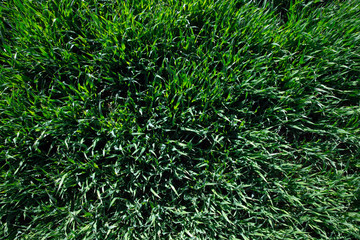 green grass