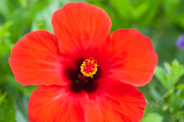 garden flowers