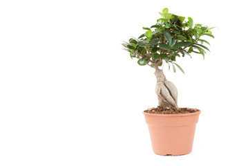 plant in pot isolated on the white backgrounds