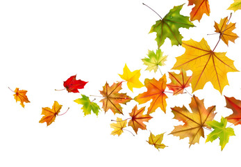 Maple autumn falling leaves, vector illustration.