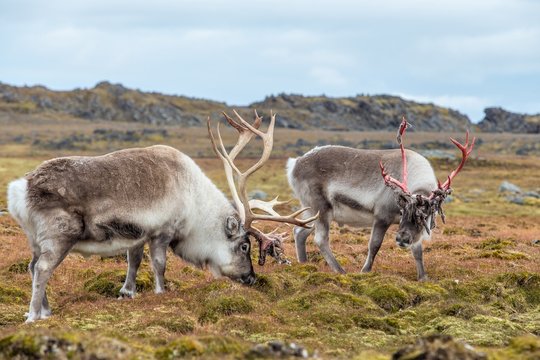 Wild Arctic reindeers prepared to shed their antlers.