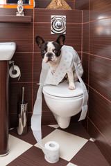 French bulldog sitting on toilet at home