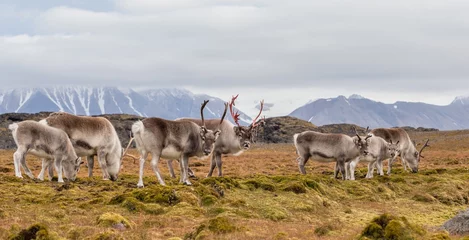 Selbstklebende Fototapete Arktis Herde wilder Rentiere