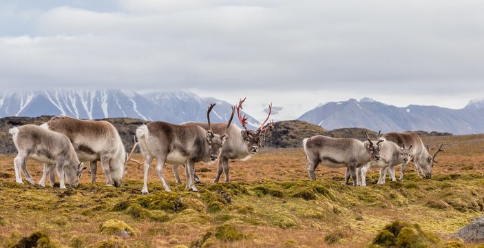 Herd of wild reindeers