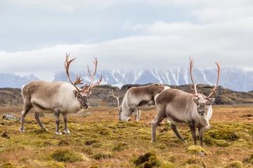 Fototapete Nördlicher Polarkreis Herde wilder Rentiere in der arktischen Tundra