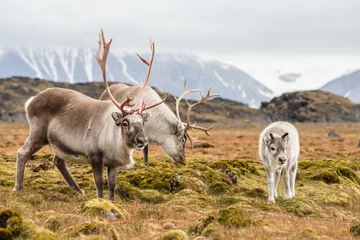 Wall murals Arctic WIld reindeer family