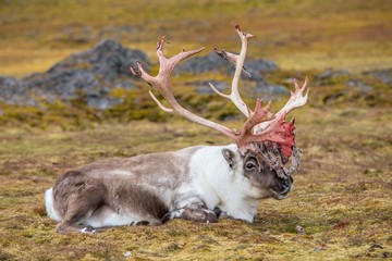 Wild reindeer in Arctic tundra © Incredible Arctic