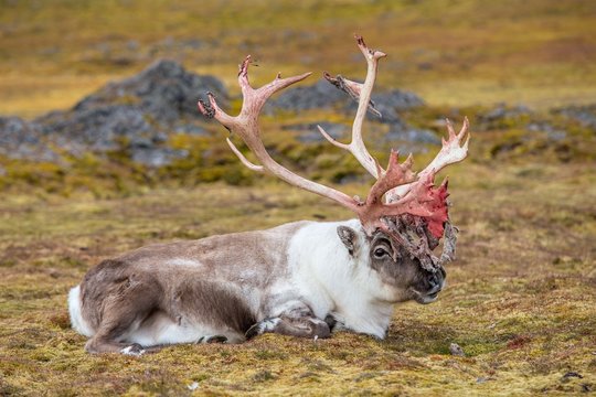 Wild reindeer in Arctic tundra