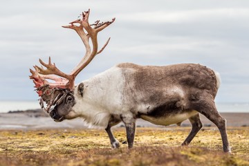 Old, big Arctic reindeer preparing to shed his antlers.