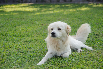 Cane nel prato verde