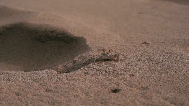 Crab in the sand, Hawaii