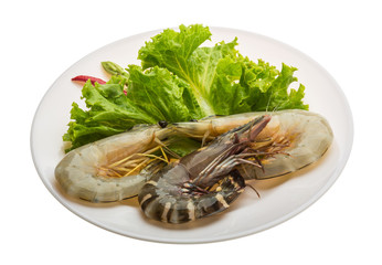 King and waterleg shrimps