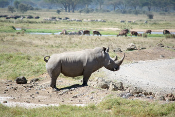 Fototapeta premium Rhinocéros Blanc Lac Nakuru