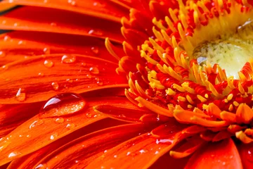 Abwaschbare Fototapete Rot rote Gerbera-Blume mit Wassertropfen