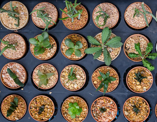  cactus plant in flower pot