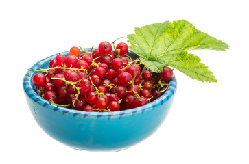 Red currant