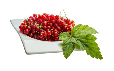 Red currant