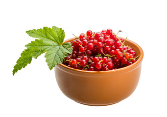 Red currant