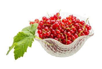Red currant
