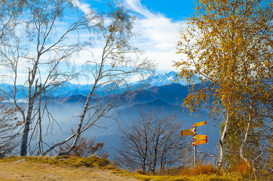 Silver birch trees in the mountains, Mottarone, Italy