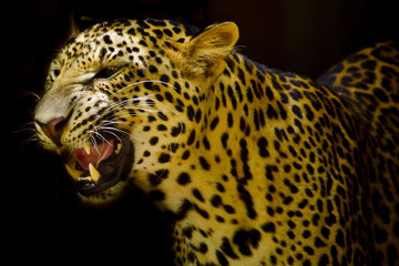 Leopard portrait