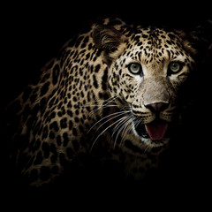 Close up portrait of leopard with intense eyes - obrazy, fototapety, plakaty