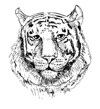 Artwork tiger, sketch black and white drawing