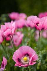 Obraz premium Flower