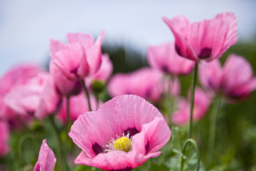 Obraz premium Flower
