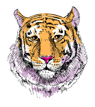 Artwork tiger, sketch drawing