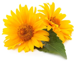 Fototapete Sonnenblumen gelbe Blumen