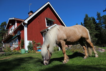 Islandpferd vor Schwedenhaus