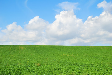 Green farm field landscape and cloudy sky - 69642832