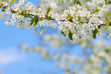 White blooming tree branch in springtime