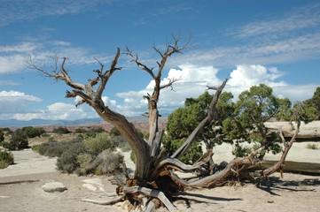 albero nel deserto verde