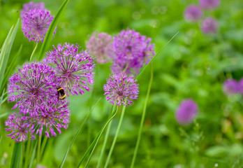 Allium flowers