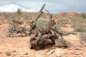tronco secco nel deserto