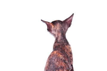 Young canadian sphinx cat