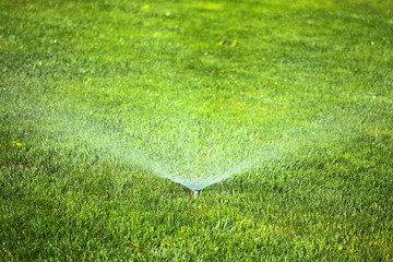 garden sprinkler on the green lawn