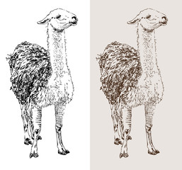 artwork lama, digital sketch of animal