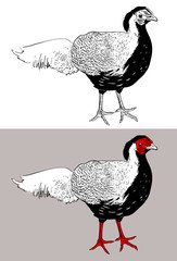 digital drawing of male silver pheasant (Lophura nycthemera), ve
